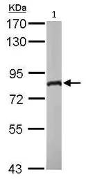 Western blot - Anti-DDX3 antibody (AB95979)