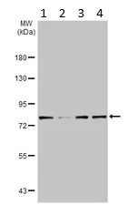 Western blot - Anti-DDX3 antibody (AB95979)
