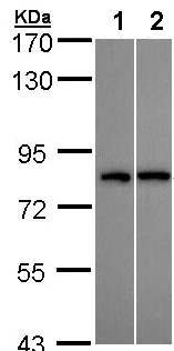 Western blot - Anti-DDX3 antibody (AB95979)