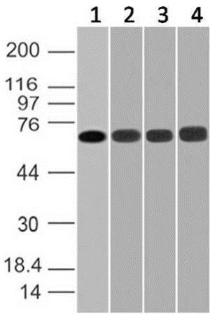 Western blot - Anti-DDX3 antibody [ABM27H2] (AB208109)