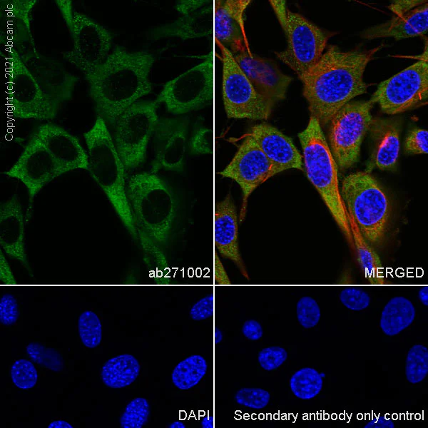 Immunocytochemistry/ Immunofluorescence - Anti-DDX3 antibody [EPR24221-72] (AB271002)