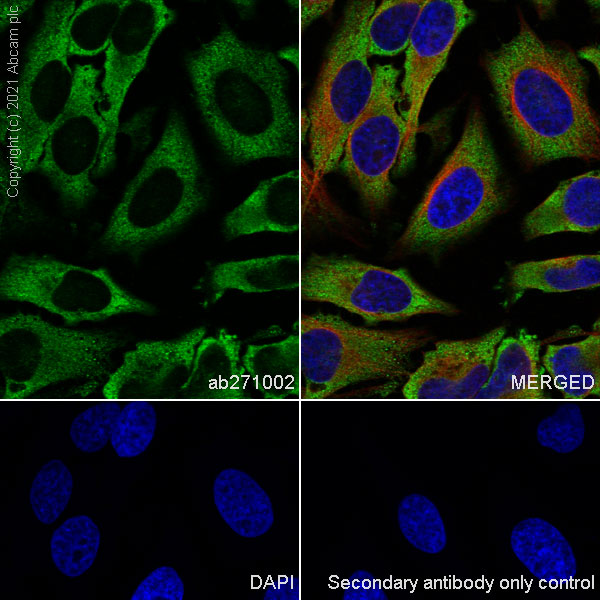Immunocytochemistry/ Immunofluorescence - Anti-DDX3 antibody [EPR24221-72] (AB271002), expandable thumbnail