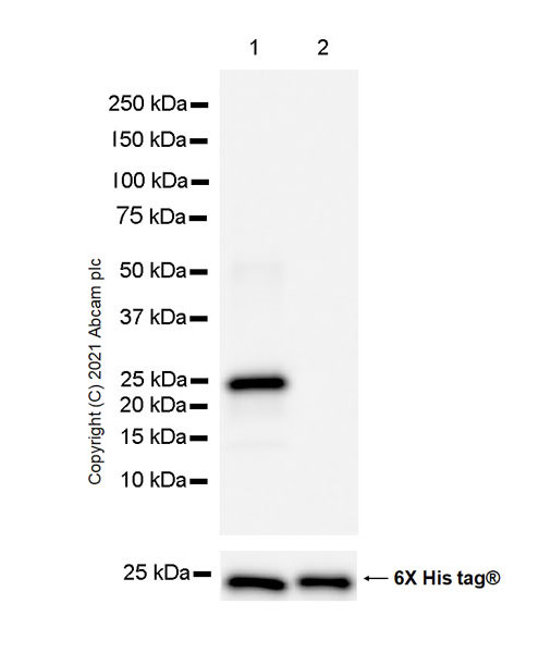 Western blot - Anti-DDX3 antibody [EPR24221-72] (AB271002), expandable thumbnail