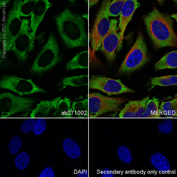 Immunocytochemistry/ Immunofluorescence - Anti-DDX3 antibody [EPR24221-72] - BSA and Azide free (AB288451)
