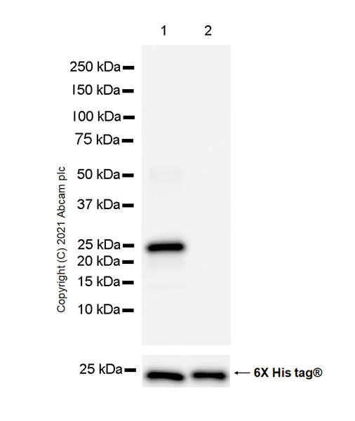 Western blot - Anti-DDX3 antibody [EPR24221-72] - BSA and Azide free (AB288451)