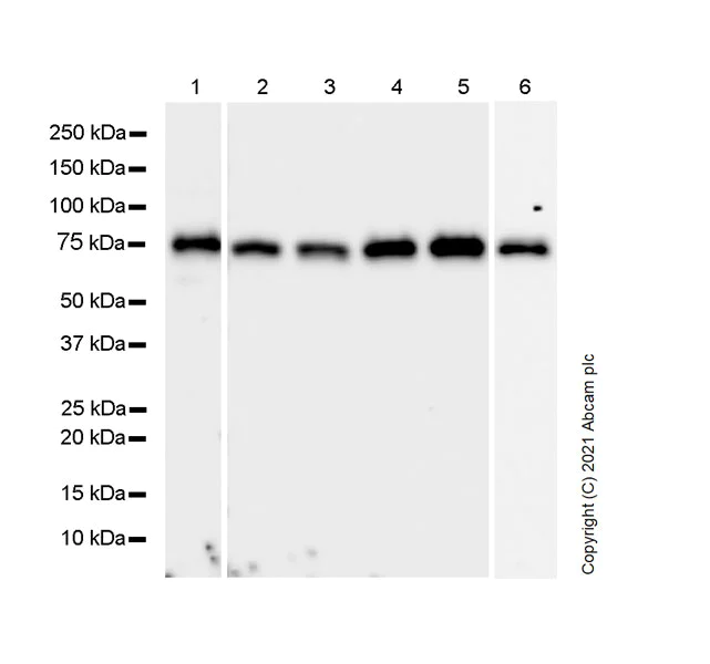 Western blot - Anti-DDX3 antibody [EPR24221-72] - BSA and Azide free (AB288451)