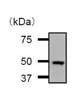 Immunoprecipitation - Anti-DDX39 antibody [2252C4a] (AB50697)