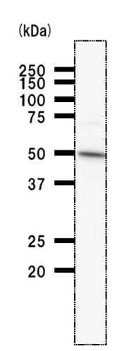 Western blot - Anti-DDX39 antibody [2252C4a] (AB50697)