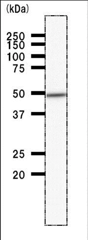 Western blot - Anti-DDX39 antibody [2252C4a] (AB50697)