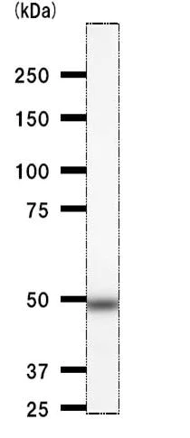 Western blot - Anti-DDX39 antibody [2252C4a] (AB50697)