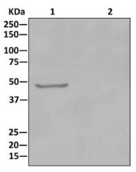 Immunoprecipitation - Anti-DDX39 antibody [EPR13507(B)] (AB176348), expandable thumbnail