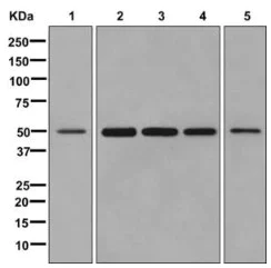 Western blot - Anti-DDX39 antibody [EPR13507(B)] (AB176348)