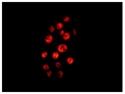 Immunocytochemistry/ Immunofluorescence - Anti-DDX39 antibody [EPR13507(B)] - BSA and Azide free (AB236015)
