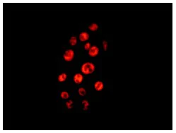Immunocytochemistry/ Immunofluorescence - Anti-DDX39 antibody [EPR13507(B)] - BSA and Azide free (AB236015)