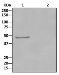Immunoprecipitation - Anti-DDX39 antibody [EPR13507(B)] - BSA and Azide free (AB236015)