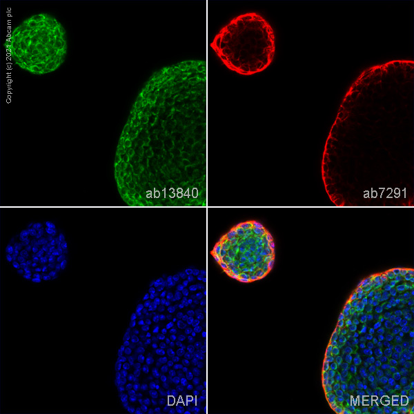 Immunocytochemistry/ Immunofluorescence - Anti-DDX4 / MVH antibody (AB13840), expandable thumbnail
