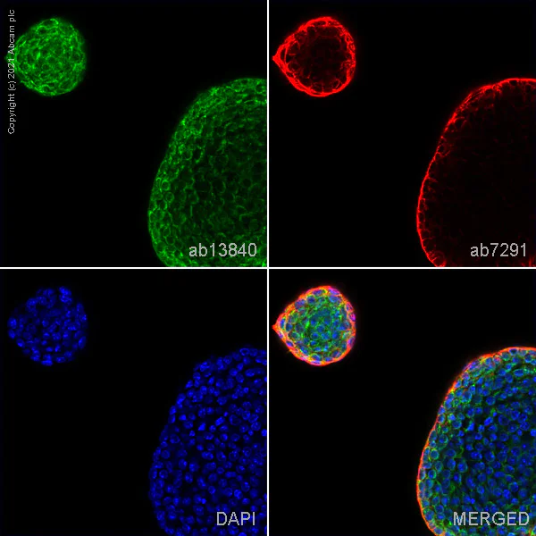 Immunocytochemistry/ Immunofluorescence - Anti-DDX4 / MVH antibody (AB13840)