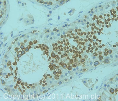Immunohistochemistry (Formalin/PFA-fixed paraffin-embedded sections) - Anti-DDX4 / MVH antibody (ab13840), expandable thumbnail