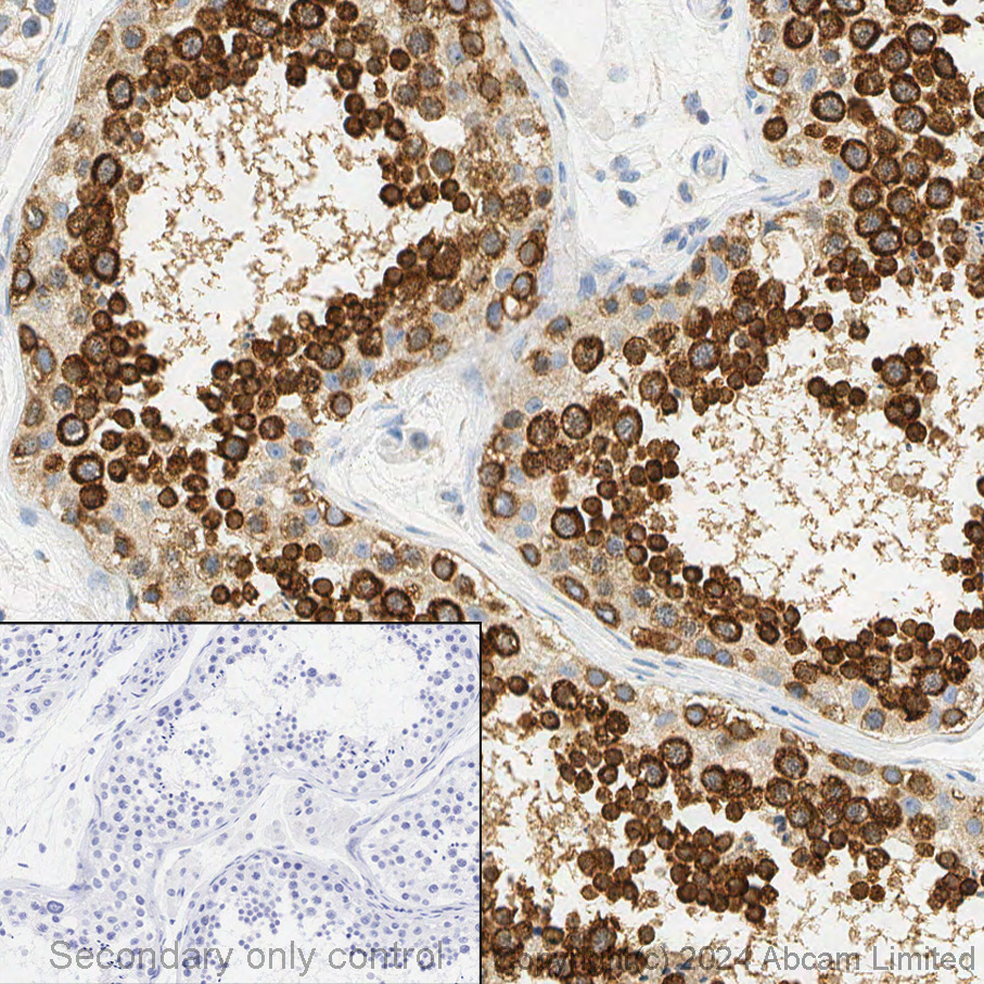 Immunohistochemistry (Formalin/PFA-fixed paraffin-embedded sections) - Anti-DDX4 / MVH antibody (ab13840), expandable thumbnail