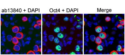 Immunohistochemistry (Frozen sections) - Anti-DDX4 / MVH antibody (AB13840), expandable thumbnail