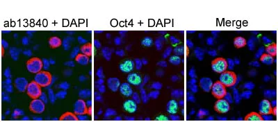 Immunohistochemistry (Frozen sections) - Anti-DDX4 / MVH antibody (AB13840)