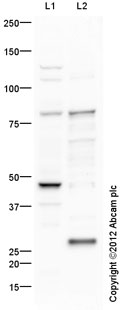 Western blot - Anti-DDX4 / MVH antibody (AB13840), expandable thumbnail