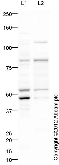 Western blot - Anti-DDX4 / MVH antibody (AB13840), expandable thumbnail