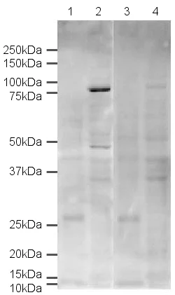 Western blot - Anti-DDX4 / MVH antibody (AB13840)