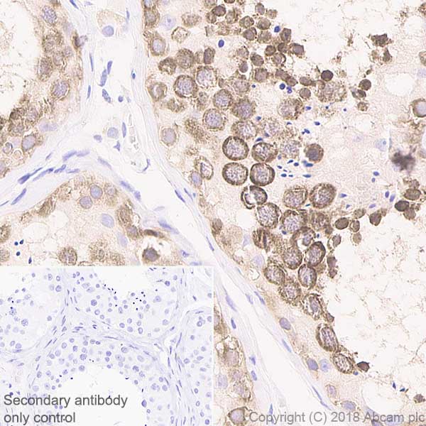 Immunohistochemistry (Formalin/PFA-fixed paraffin-embedded sections) - Anti-DDX4 / MVH antibody [EPR21785] (AB235443), expandable thumbnail
