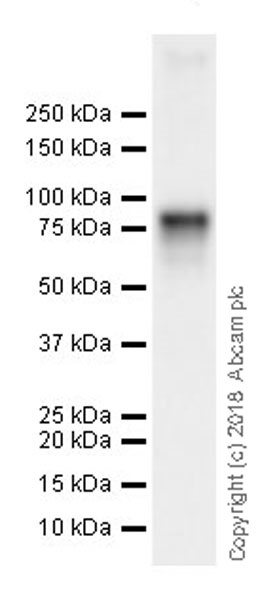 Western blot - Anti-DDX4 / MVH antibody [EPR21785] (AB235443), expandable thumbnail
