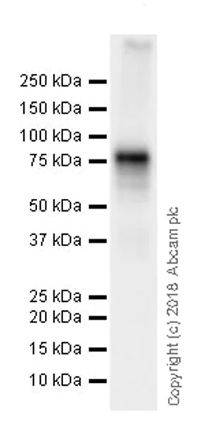 Western blot - Anti-DDX4 / MVH antibody [EPR21789] (AB235442)