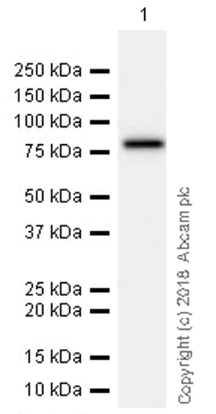 Western blot - Anti-DDX4 / MVH antibody [EPR21789] (AB235442)