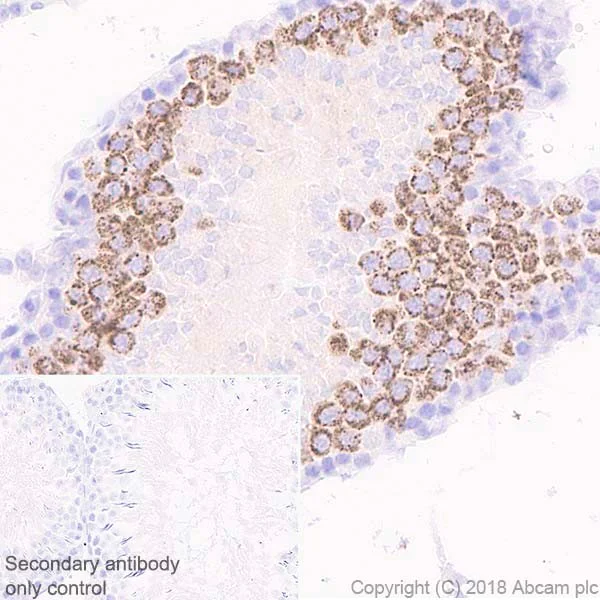 Immunohistochemistry (Formalin/PFA-fixed paraffin-embedded sections) - Anti-DDX4 / MVH antibody [EPR21789] - BSA and Azide free (AB236462)