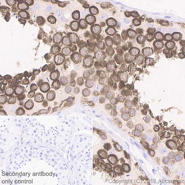 Immunohistochemistry (Formalin/PFA-fixed paraffin-embedded sections) - Anti-DDX4 / MVH antibody [EPR21789] - BSA and Azide free (AB236462)