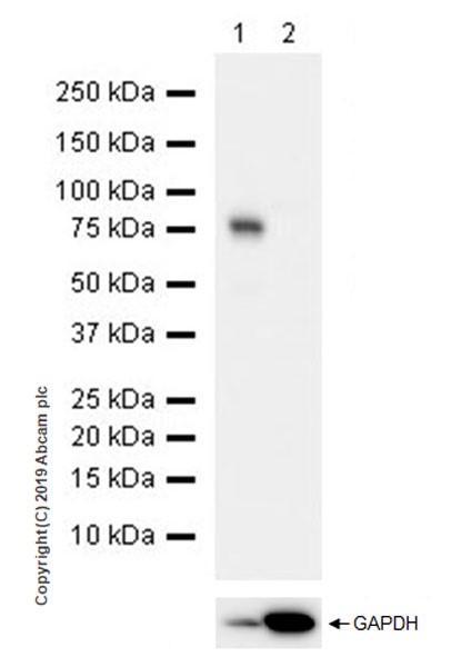 Western blot - Anti-DDX4 / MVH antibody [EPR22988-3] (AB239367)
