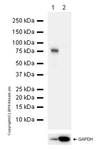 Western blot - Anti-DDX4 / MVH antibody [EPR22988-3] (AB239367)