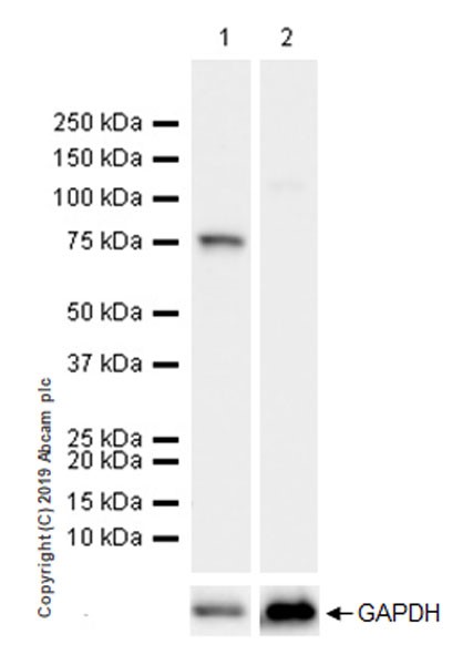 Western blot - Anti-DDX4 / MVH antibody [EPR22988-3] - BSA and Azide free (AB264569), expandable thumbnail