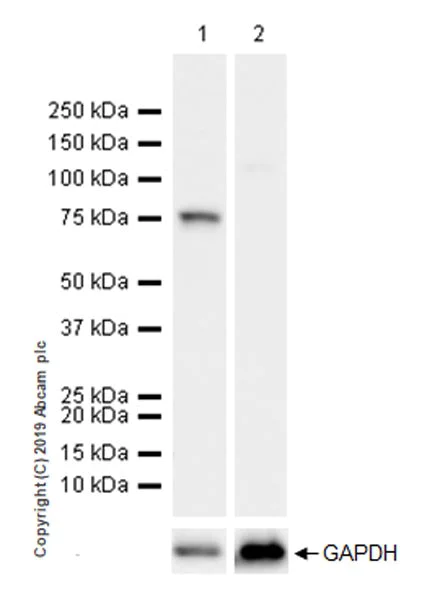 Western blot - Anti-DDX4 / MVH antibody [EPR22988-3] - BSA and Azide free (AB264569)