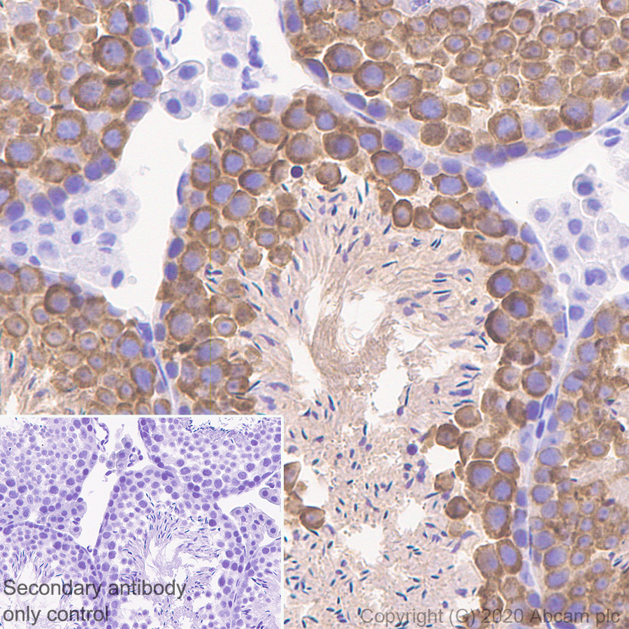 Immunohistochemistry (Formalin/PFA-fixed paraffin-embedded sections) - Anti-DDX4 / MVH antibody [EPR24148-58] (AB270534), expandable thumbnail