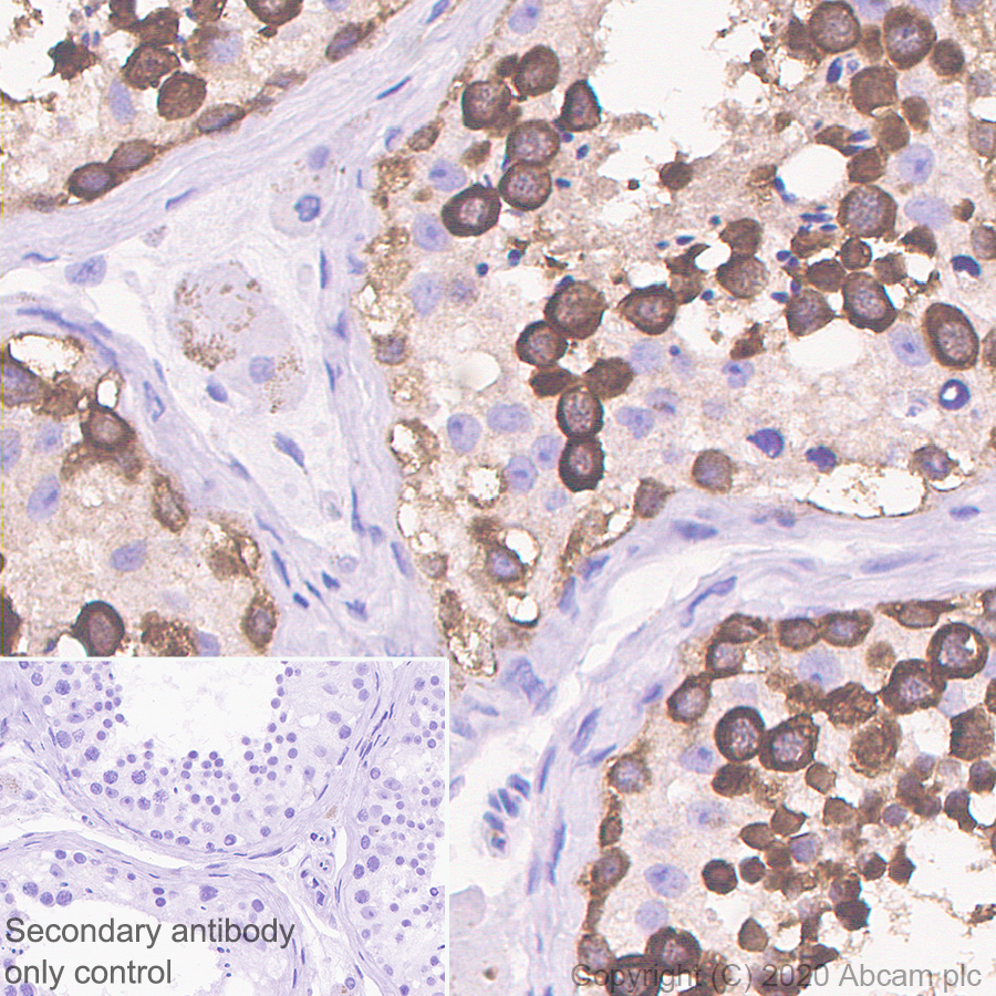 Immunohistochemistry (Formalin/PFA-fixed paraffin-embedded sections) - Anti-DDX4 / MVH antibody [EPR24148-58] (AB270534), expandable thumbnail