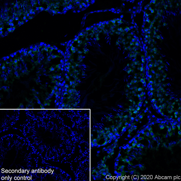 Immunohistochemistry (Frozen sections) - Anti-DDX4 / MVH antibody [EPR24148-58] (AB270534), expandable thumbnail