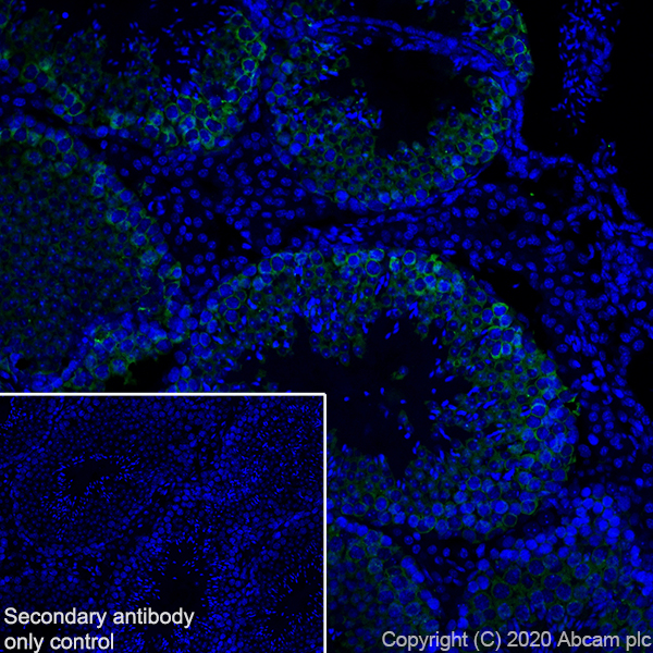 Immunohistochemistry (Frozen sections) - Anti-DDX4 / MVH antibody [EPR24148-58] (AB270534), expandable thumbnail