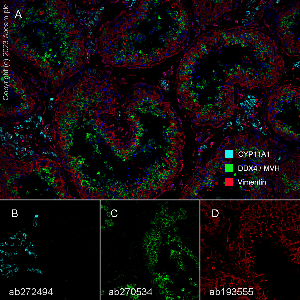 Multiplex immunohistochemistry - Anti-DDX4 / MVH antibody [EPR24148-58] (ab270534), expandable thumbnail