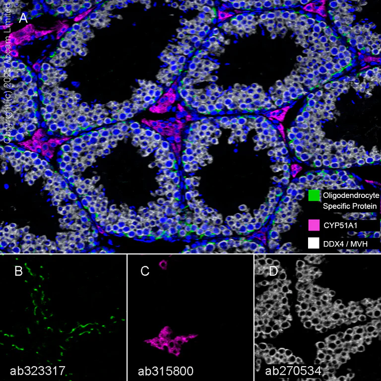 Multiplex immunohistochemistry - Anti-DDX4 / MVH antibody [EPR24148-58] (AB270534)