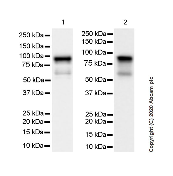 Western blot - Anti-DDX4 / MVH antibody [EPR24148-58] (ab270534), expandable thumbnail