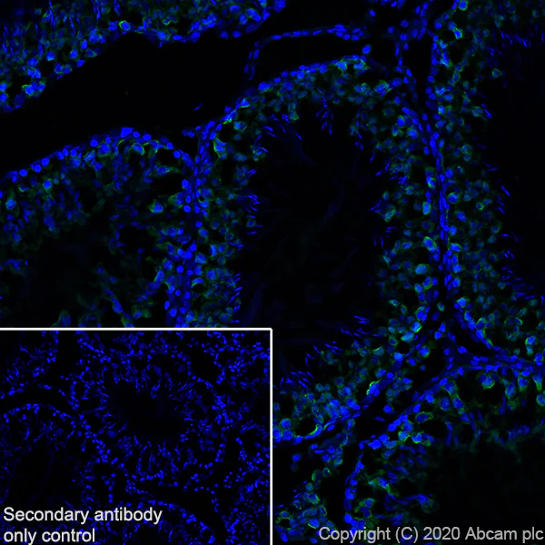 Immunohistochemistry (Frozen sections) - Anti-DDX4 / MVH antibody [EPR24148-58] - BSA and Azide free (AB277638)