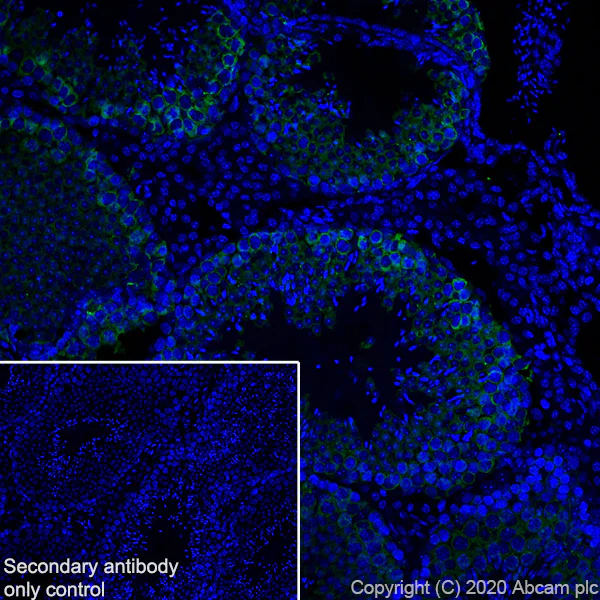 Immunohistochemistry (Frozen sections) - Anti-DDX4 / MVH antibody [EPR24148-58] - BSA and Azide free (AB277638)