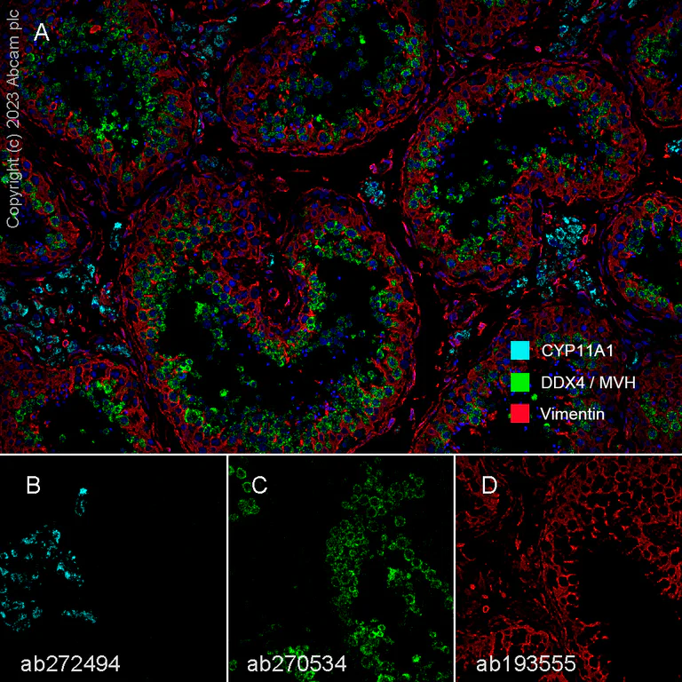 Multiplex immunohistochemistry - Anti-DDX4 / MVH antibody [EPR24148-58] - BSA and Azide free (AB277638)