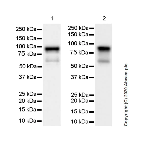 Western blot - Anti-DDX4 / MVH antibody [EPR24148-58] - BSA and Azide free (AB277638)