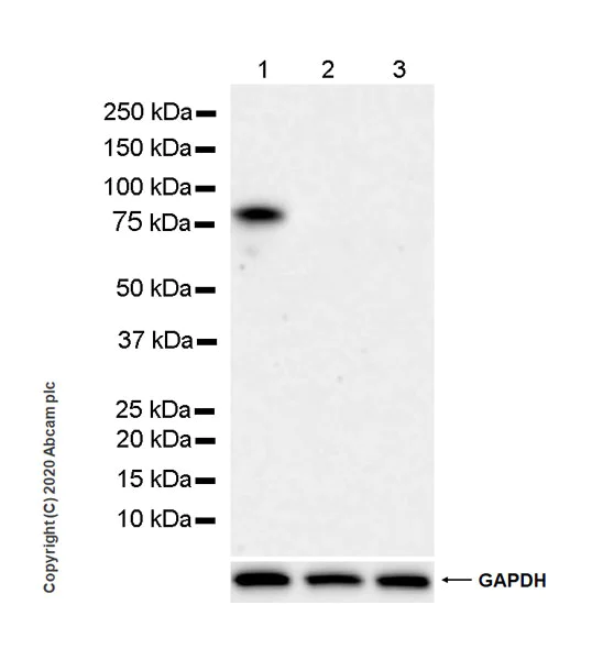 Western blot - Anti-DDX4 / MVH antibody [EPR24148-58] - BSA and Azide free (AB277638)